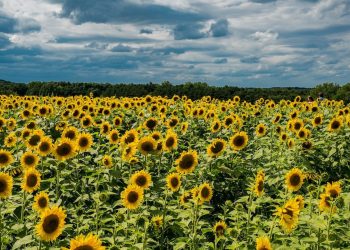 Ayçiçeği çiftliğinden ziyaretçilere uyarı: Soyunarak fotoğraf çektirmeyin