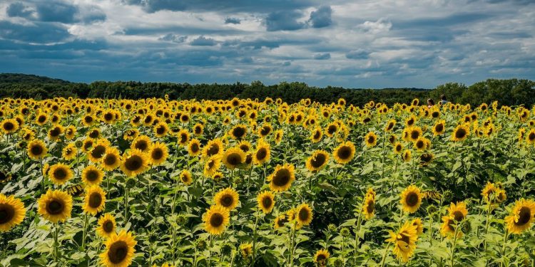 Ayçiçeği çiftliğinden ziyaretçilere uyarı: Soyunarak fotoğraf çektirmeyin