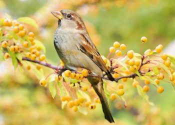 ‘Cıvıl cıvıl’ dostluklar: Serçeler, arkadaşlıklara önem veriyor