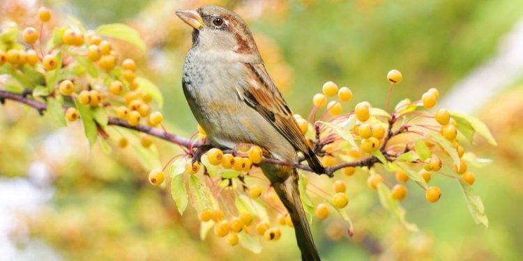 ‘Cıvıl cıvıl’ dostluklar: Serçeler, arkadaşlıklara önem veriyor