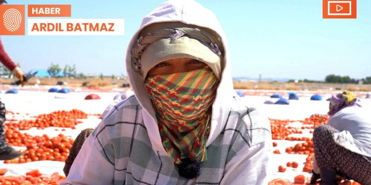 Diyarbakır sıcağında domates kesmek: Asit yakıyor