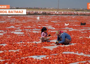 Diyarbakır’da domates hasadı: Eğitimle geçim arasında 6 kız kardeş