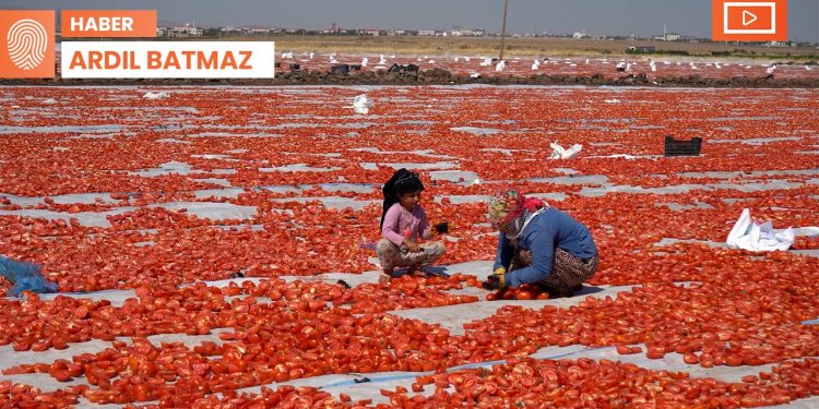 Diyarbakır’da domates hasadı: Eğitimle geçim arasında 6 kız kardeş