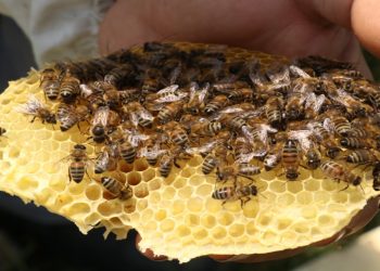 Resmi Gazete’de yayımlandı: Arıcılara kovan başı destek verilecek