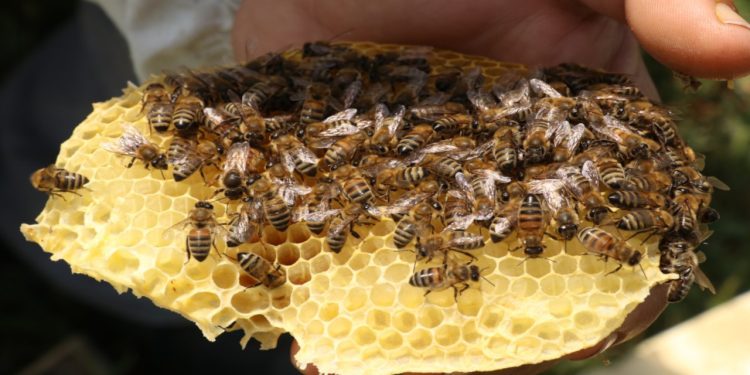 Resmi Gazete’de yayımlandı: Arıcılara kovan başı destek verilecek